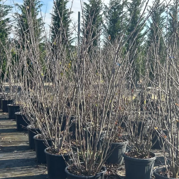 Cercis siliquastrum (Judeževo drevo/Nav.jadikovec)