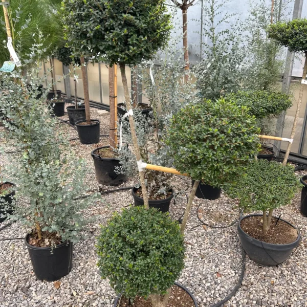 Ligustrum delavayanum (Kitajski liguster na stebru)