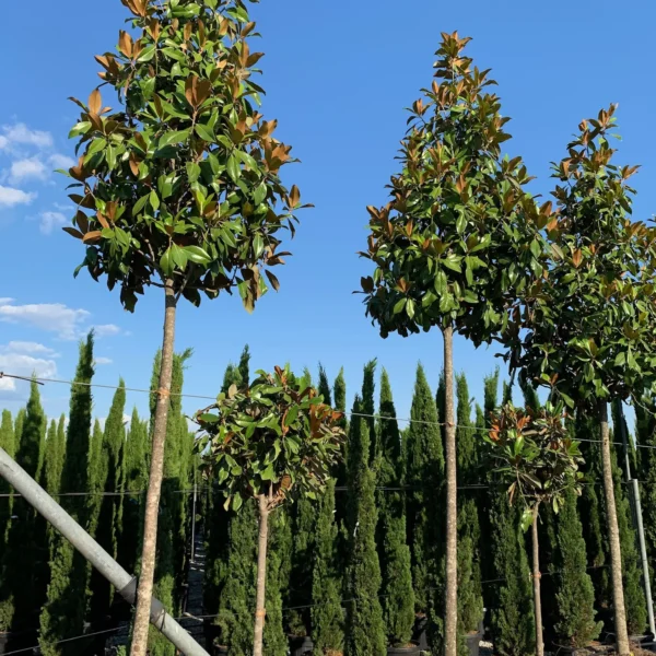 Magnolia grandiflora ‘Galissonniensis’ – EXTRA | limited availability (Velecvetna magnolija)