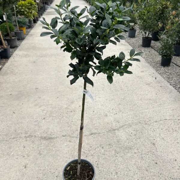 Ilex mutchagara 'Nellie R. Stevens' (Božlje drevce na steblu)