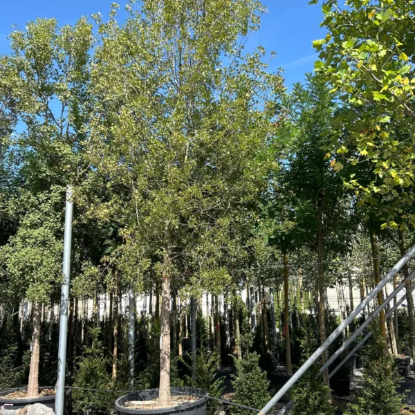 Acer monspessulanum (Trokrpi javor)