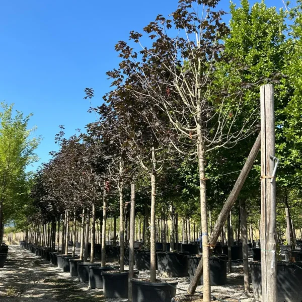 Acer platanoides 'Royal Red' (Rdečelistni ostrolistni javor)