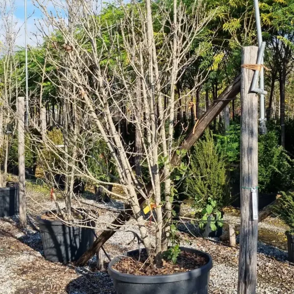 Fraxinus ornus (Mali jesen)