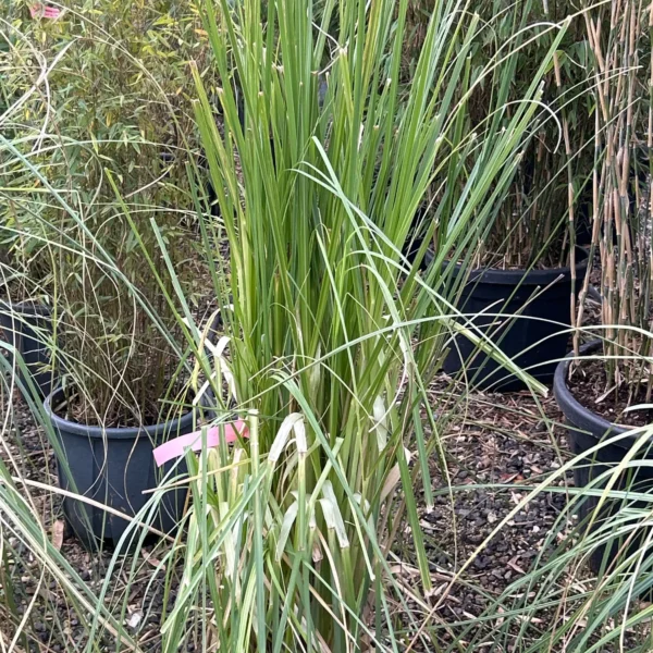 Cortaderia selloana 'Rosea' (Pampaška trava)