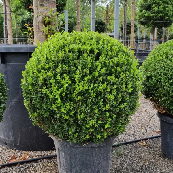 Buxus microphylla `Faulkner` (Drobnolistni pušpan)