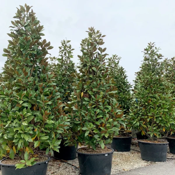 Magnolia grandiflora ‘Galissonniensis’ – EXTRA | limited availability (Velecvetna magnolija)
