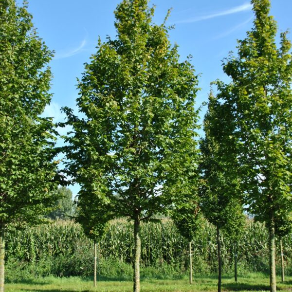 Carpinus betulus 'Beeckman' (Gaber)