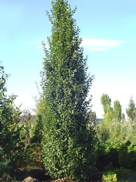 Carpinus betulus 'Lucas' (Stebrasti gaber)