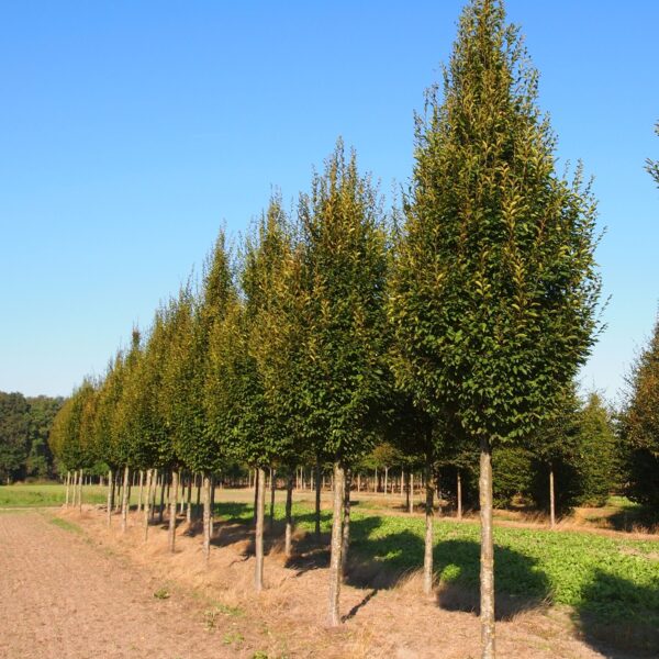 Carpinus betulus 'Pyramidalis' (Stebrasti gaber na stebu)