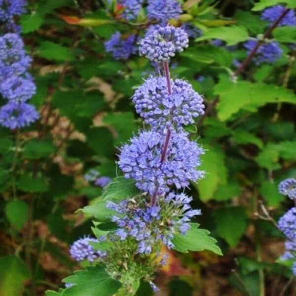 Caryopteris incana 'Cary' (Bradatec)