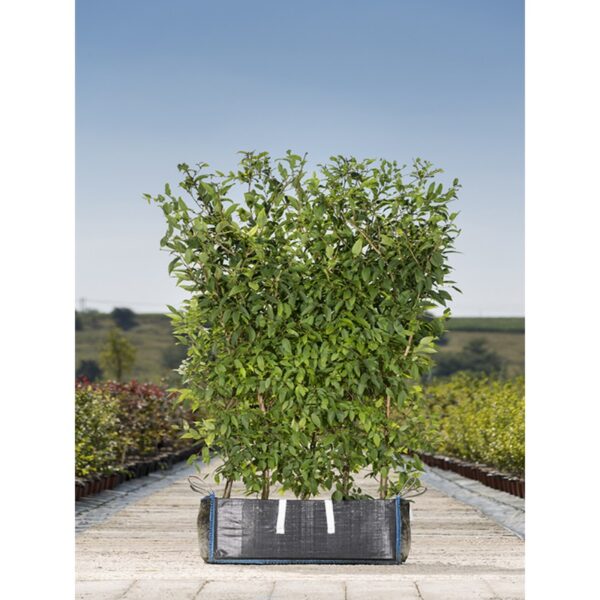 Carpinus japonica (Japonski gaber)