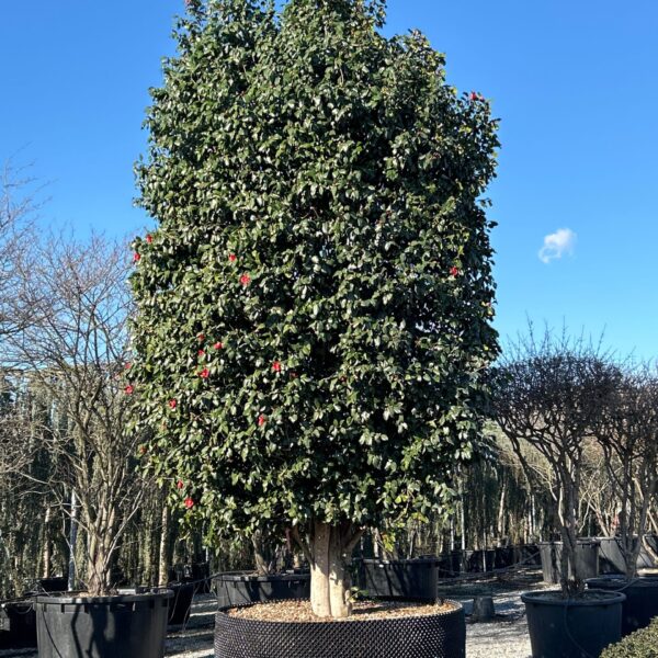 Camellia japonica ‘Rosso’ – EXTRA | kolekcijski soliter