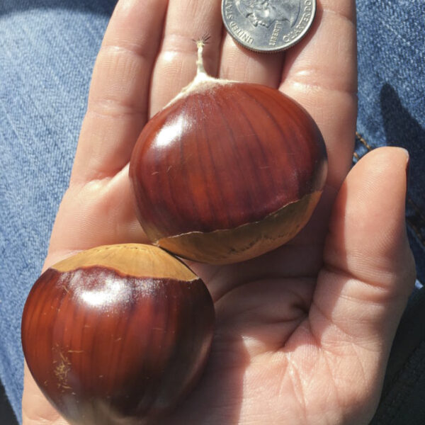Castanea sativa 'Bouchle de Betizack' (Cepljen kostanj - maron)
