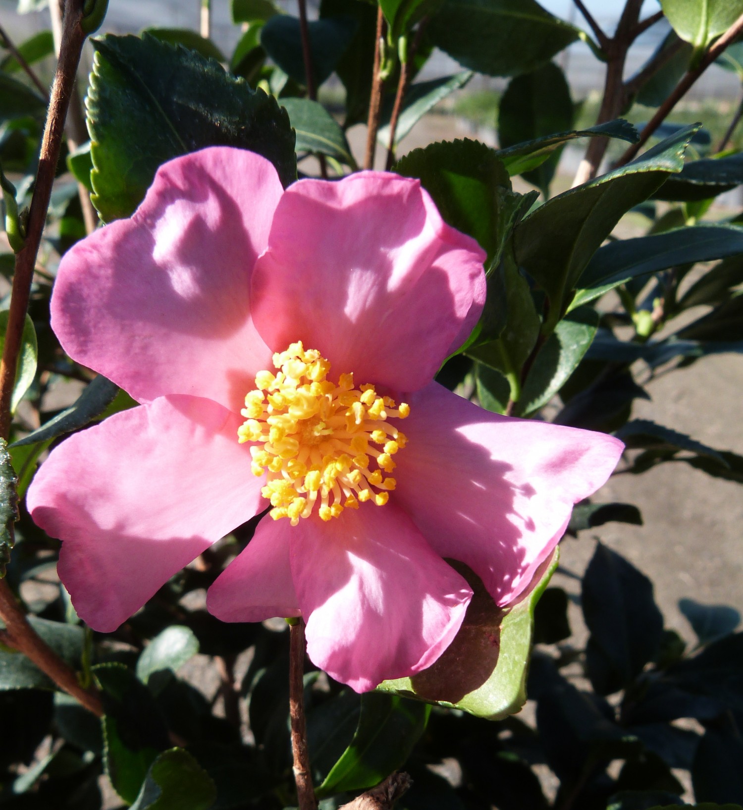 CASACL-0.jpg Camellia sasanqua 'Cleopatra' (Kamelija) - slika 1
