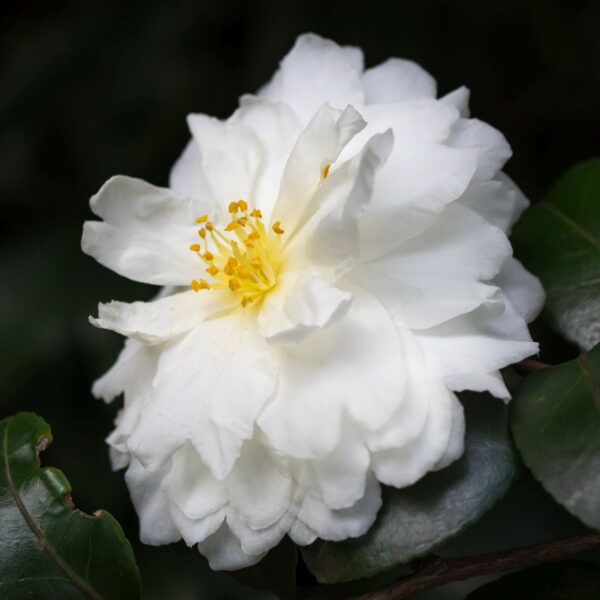 Camellia sasanqua 'Immacolata' (Kamelija)