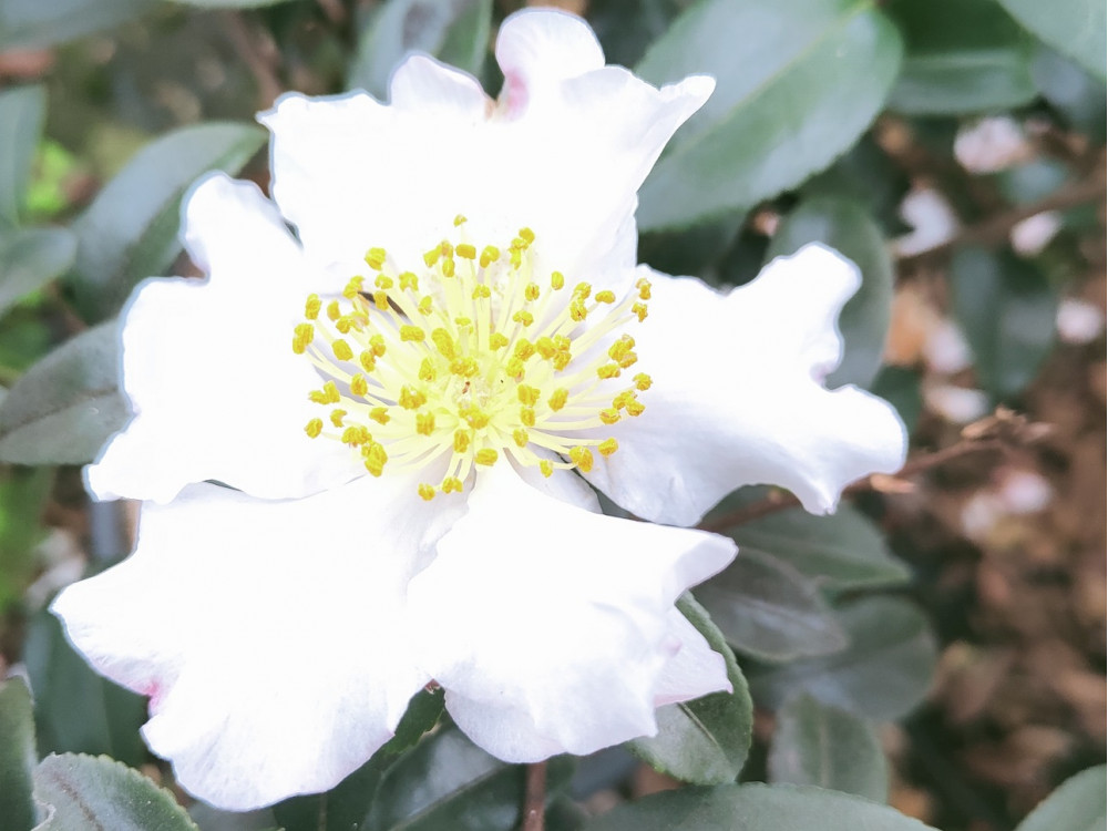 CASAIM_0.jpg Camellia sasanqua 'Immacolata' (Kamelija) - slika 1