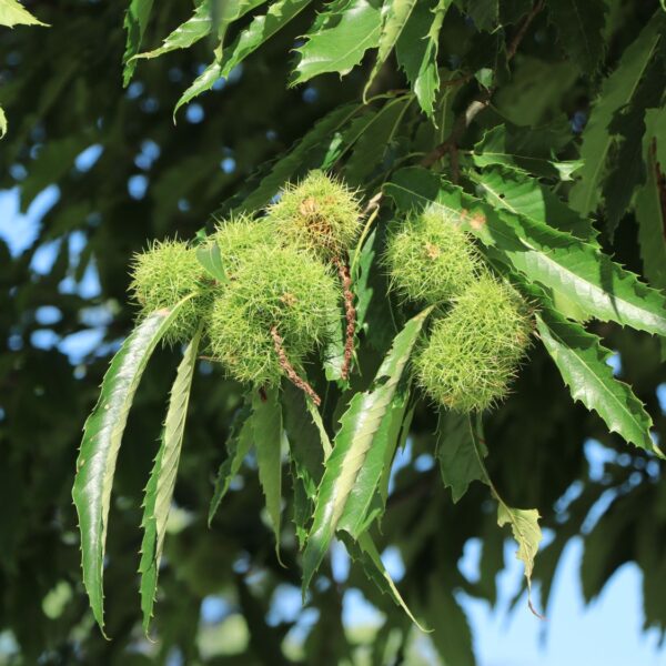 Castanea sativa 'Marsol' (Kostanj - maron )