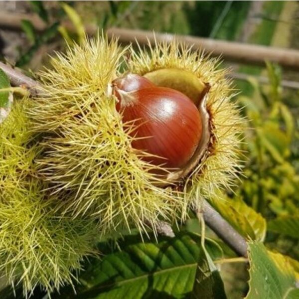 Castanea sativa 'Maraval' (Kostanj - maron  )