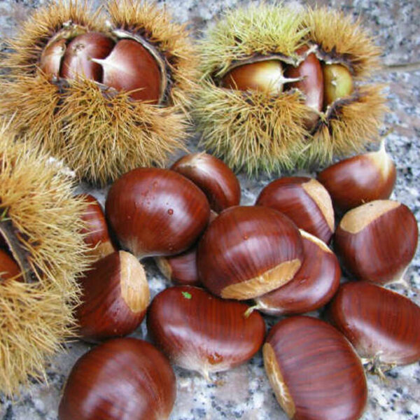 Castanea sativa 'Precoce Migoule' (Pravi Kostanj Maron )