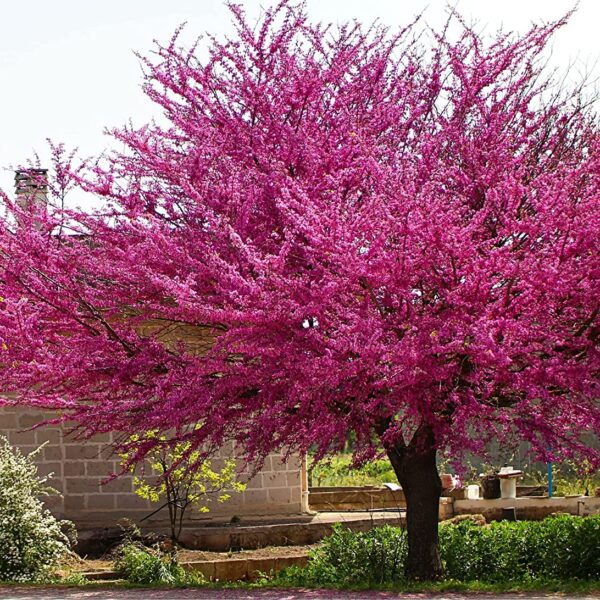 Cercis canadensis 'Merlot' (Judež.drevo/Kanad.jadikovec)