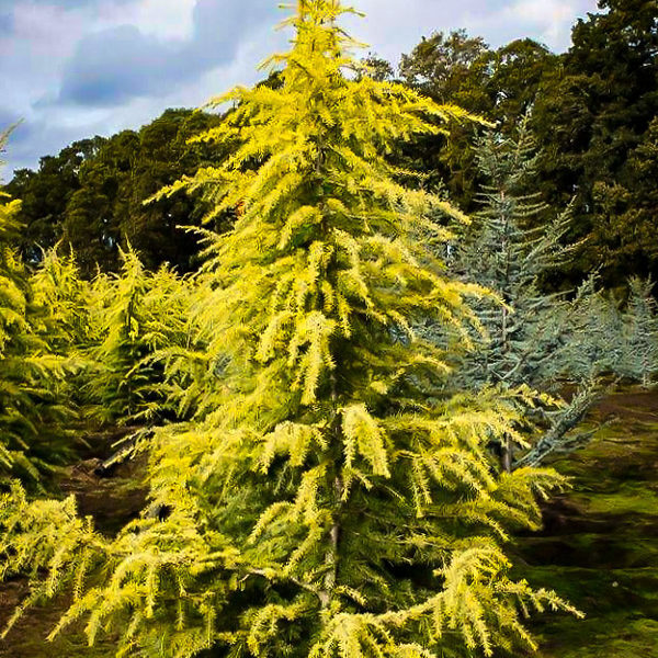 Cedrus deodara 'Aurea' (Zlata himalajska cedra)