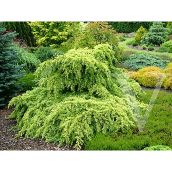 Cedrus deodara 'Golden Horizon' (Rumena himalajska cedra)