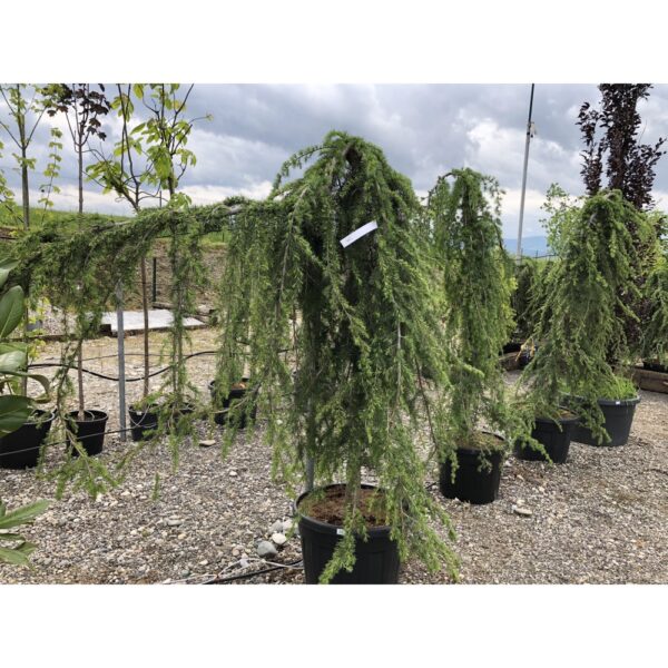 Cedrus deodara 'Pendula' (Povešava himalajska cedra)