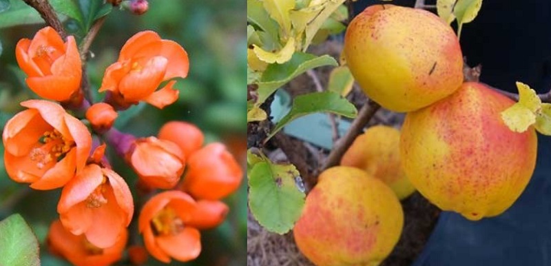 CHJACI_2.jpg Chaenomeles japonica 'Cido' (Japonska kutina - oranž.) - slika 1