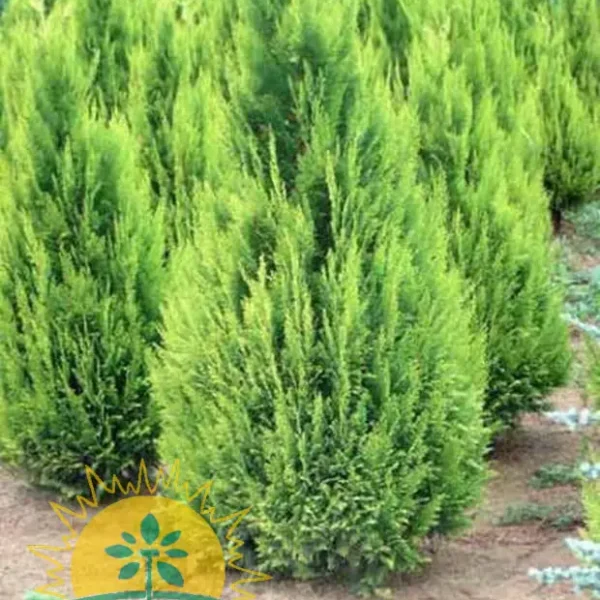 Chamaecyparis lawsoniana 'Columnaris' (Modra Lawsonova pacipresa)