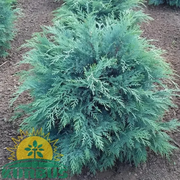 Chamaecyparis lawsoniana 'Globus Silver' (Kroglasta law. pacipresa)