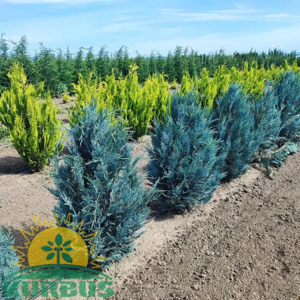 Chamaecyparis law. 'Pelt's Blue' (Lawsonova pacipresa)