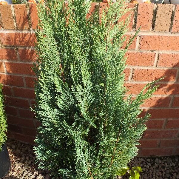 Chamaecyparis lawsoniana 'White Spot' (Lawsonova pacipresa)