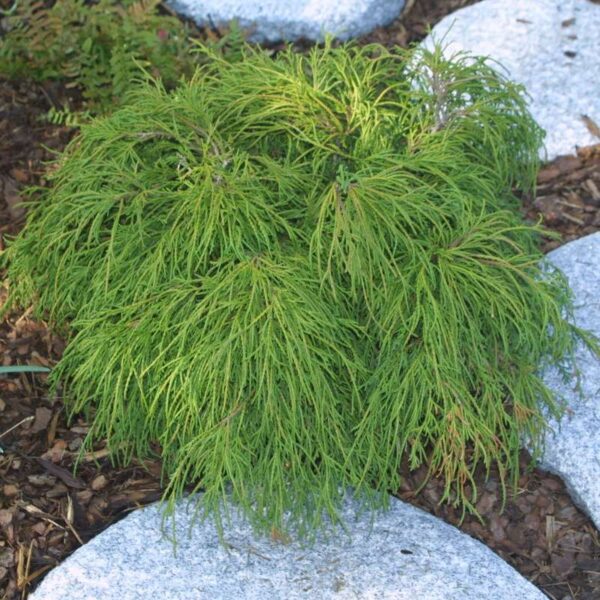 Chamaecyparis pisifera 'Filifera Nana' (Grahasta pacipresa)