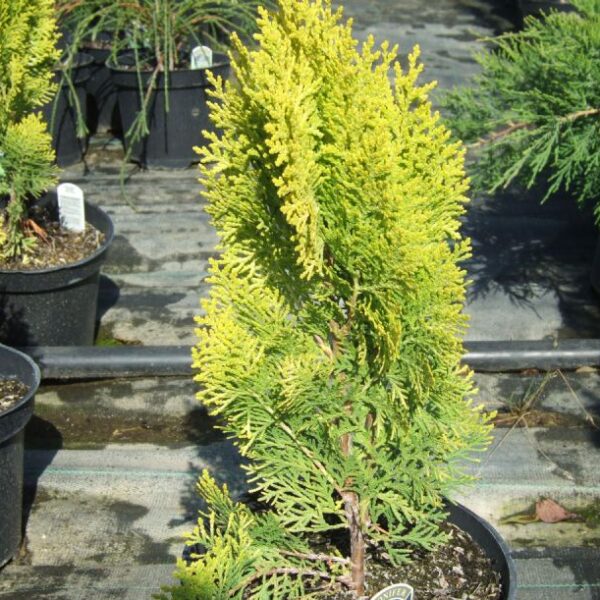 Chamaecyparis pisifera 'Plumosa Aurea' (Grahasta pacipresa)