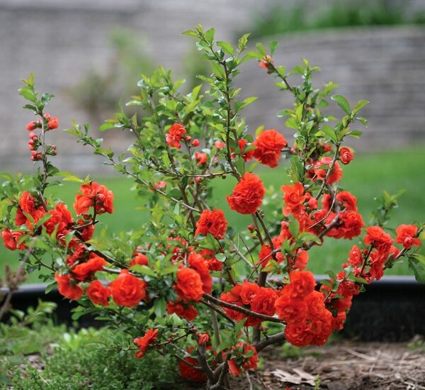 Chaenomeles superba (x) 'Orange Storm' PB)