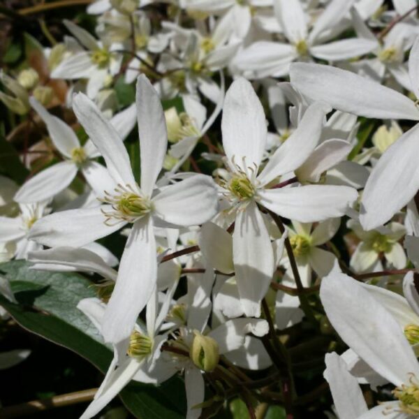 Clematis armandii 'Enham Star' (Zimzeleni klematis/Srobot)
