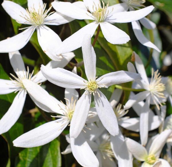 Clematis armandii (Zimzeleni klematis/Srobot)