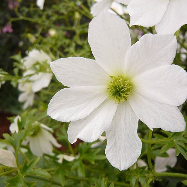 Clematis 'Early Sensation' (Zimzeleni klematis/Srobot)