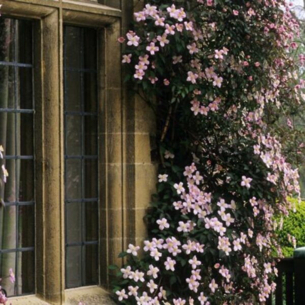 Clematis montana `Apple Blossom` (Gorski srobot)