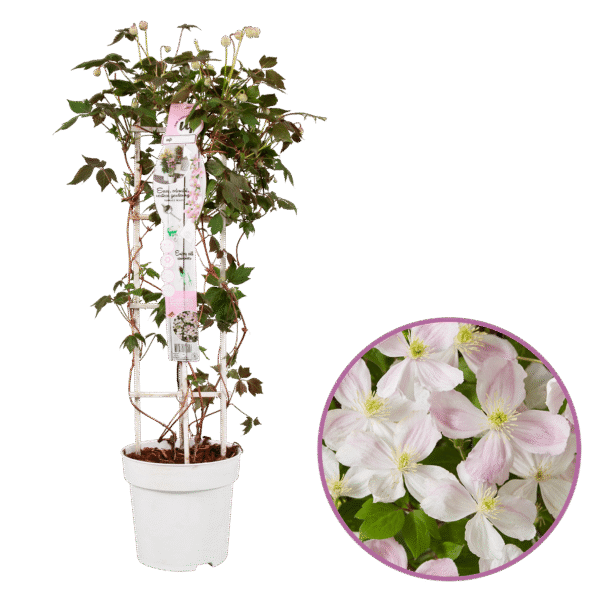 Clematis montana `Fenne` (Gorski srobot)