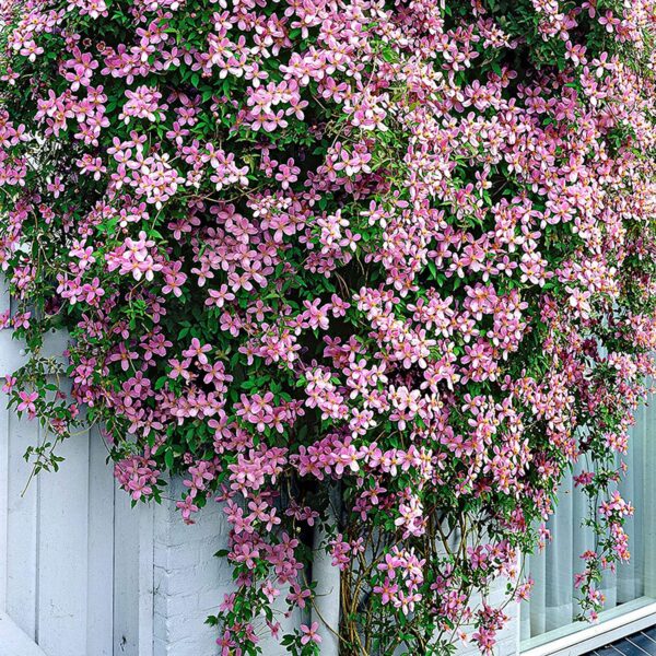 Clematis montana `Rubens` (Gorski srobot)