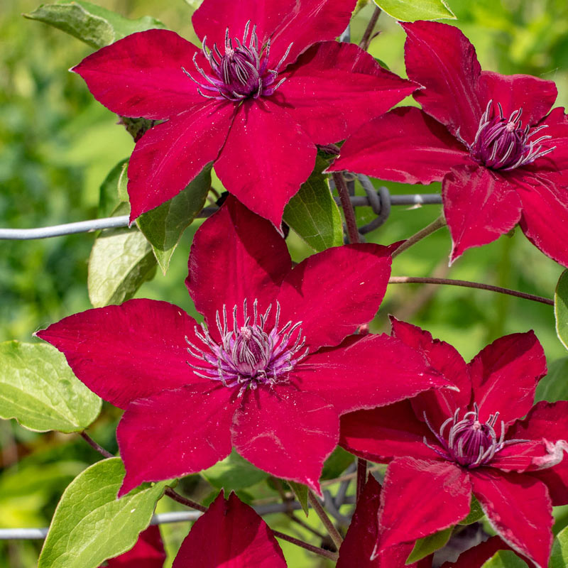 CLNU_3.jpg Clematis `Nubia` (Gorski srobot) - slika 1