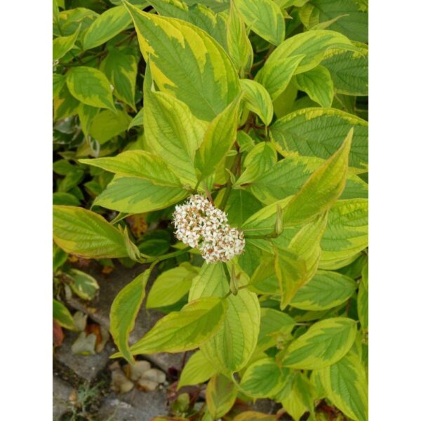 Cornus alba 'Gouchaultii' (Beli dren)