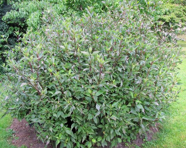 Cornus alba 'Kesselringii' (Beli dren)