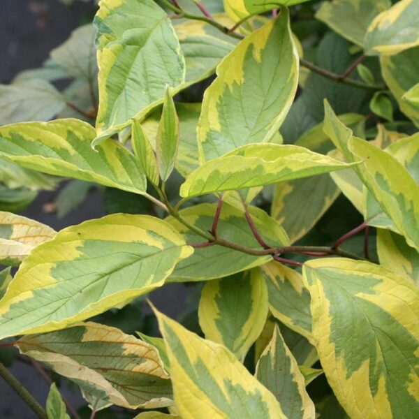 Cornus alba 'Spaethii' (Beli dren)