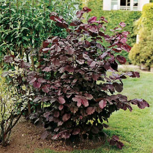 Corylus avellana 'Atropurpurea' (Rdečelist. nav. leska)