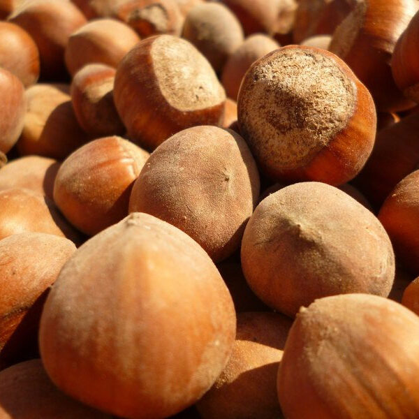 Corylus avellana 'Rimski'