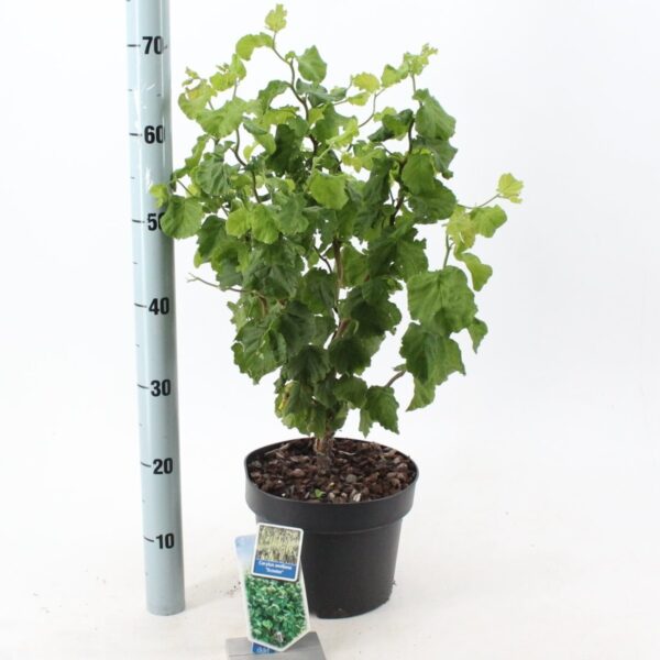 Corylus avellana 'Scooter' (Zvita leska)