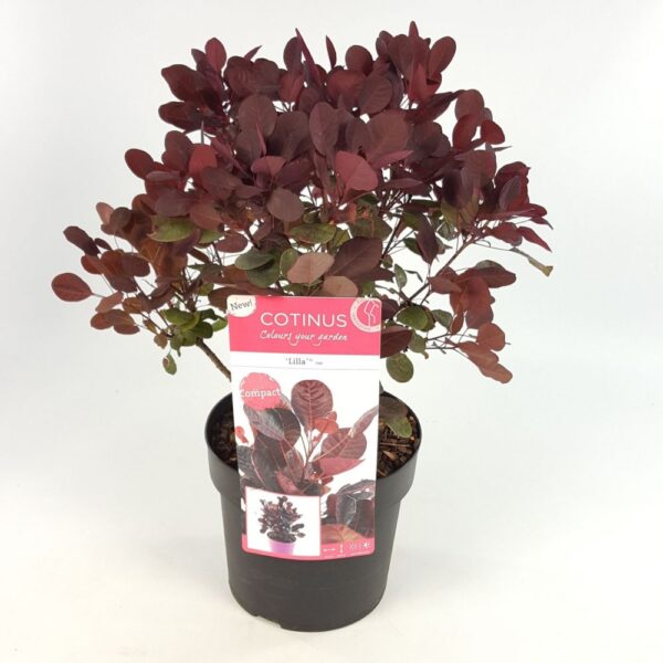 Cotinus coggygria 'Lilla' (Rdečelistni ruj)