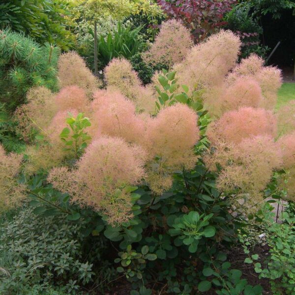 Cotinus coggygria 'Young Lady' (Navadni ruj)